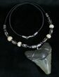 Megalodon Tooth Necklace - #6365-1